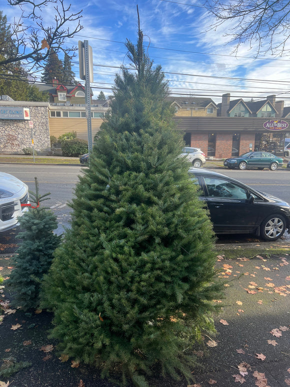 8 Ft Douglas Fir Christmas Tree