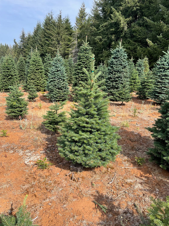 4 Ft Noble Fir Christmas Tree