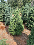 4 Ft Noble Fir Christmas Tree