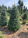 Blue/Green Tag 7/8 Ft Extra Full/Wide Christmas Tree