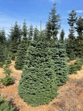 Blue/Green Tag 7/8 Ft Extra Full/Wide Christmas Tree