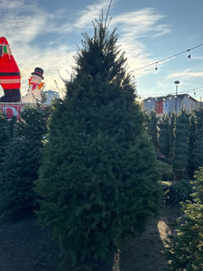 9ft Douglas Fir Christmas Tree