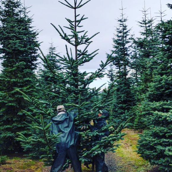 9ft Alpine Wild Noble Fir Christmas Tree
