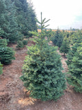 5ft Noble Fir Christmas Tree