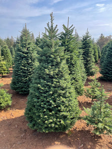 5ft Noble Fir Christmas Tree