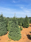 5ft Noble Fir Christmas Tree