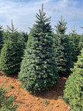 5ft Noble Fir Christmas Tree