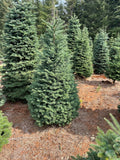 5ft Noble Fir Christmas Tree