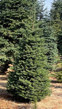 6ft Noble Fir Christmas Tree