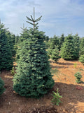 6ft Noble Fir Christmas Tree