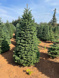 6ft Noble Fir Christmas Tree