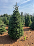 6ft Noble Fir Christmas Tree