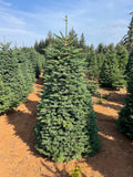 6ft Noble Fir Christmas Tree