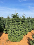 6ft Noble Fir Christmas Tree