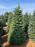 6ft Noble Fir Christmas Tree