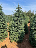 6ft Noble Fir Christmas Tree