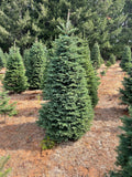 6ft Noble Fir Christmas Tree