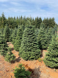 6ft Noble Fir Christmas Tree