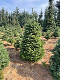 6ft Noble Fir Christmas Tree