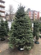 White tag - 8/9 Ft Extra Full/Wide Christmas Tree