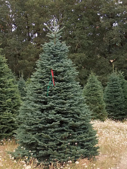 8ft Nordman Fir Christmas Tree