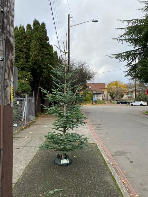 6ft Alpine Wild Noble Fir Christmas Tree