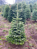 4ft Nordman Fir Christmas Tree