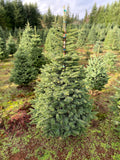 5ft Noble Fir Christmas Tree