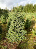 6ft Noble Fir Christmas Tree