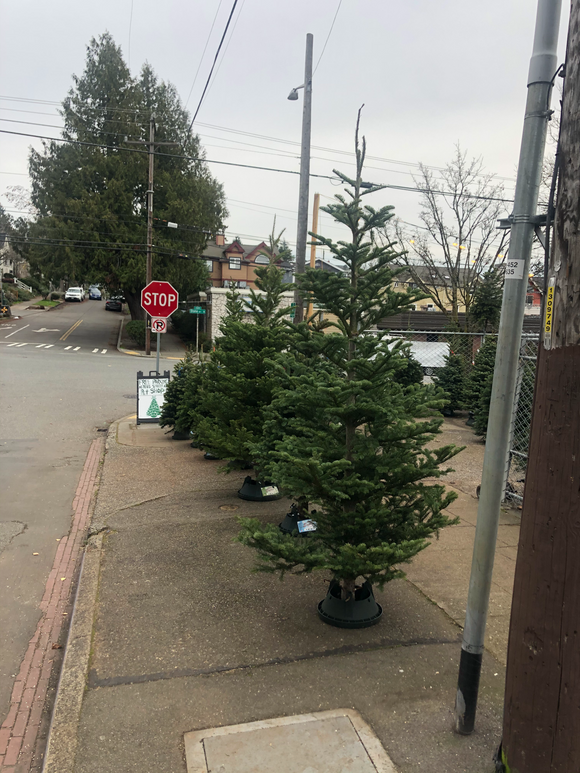 8ft Alpine Wild Noble Fir Christmas Tree