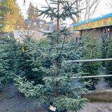 9ft Alpine Wild Noble Fir Christmas Tree