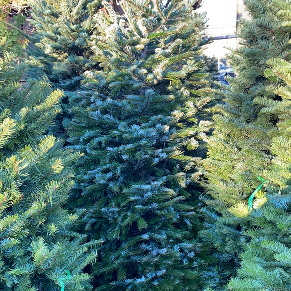 7ft+ Extra Full/Wide Nordman Fir Christmas Tree