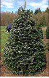 6ft Nordman Fir Christmas Tree